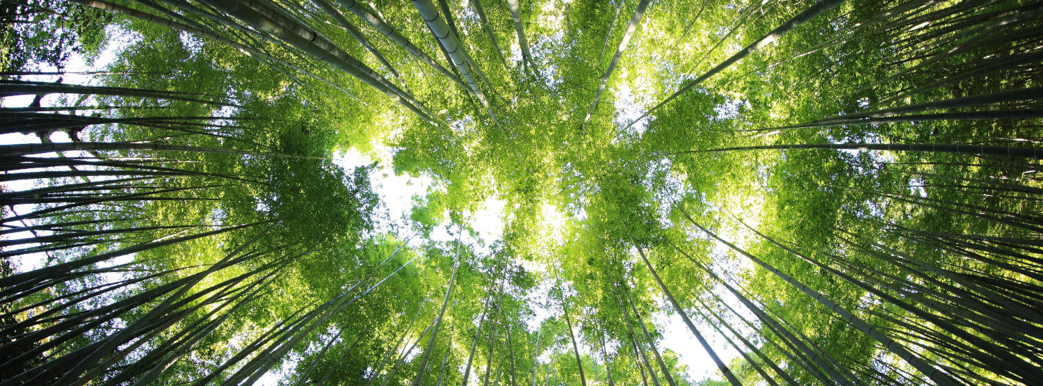 18th September 2021 is World Bamboo Day