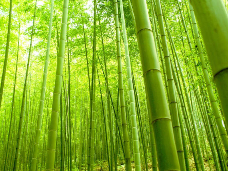 Bamboo - the eco-friendly wonder material